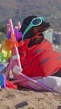 A black and tan dachshund dog wrapped in a red shark print towel sits in a pink beach chair with a tropical flower lei, pushing green sunglasses off its face with a paw.