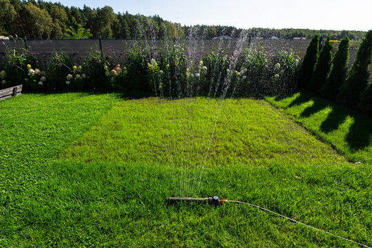 Sprinkler watering young grass for lawn renewal