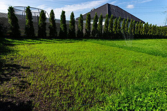 Young green grass growing on lawn with irrigation system