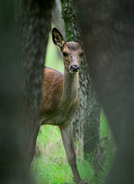 Baby Red deer in Calden Forest environment, La Pampa, Argentina, Parque Luro, Nature Reserve