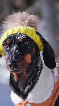 A black and tan dachshund dog wearing a yellow knit pompom hat and white fleece coat shakes off falling snow outdoors, a playful concept of winter pet fun.