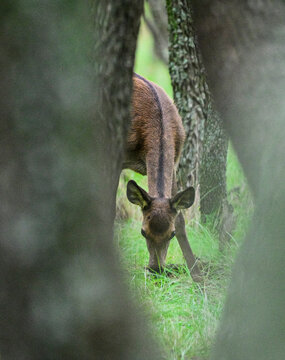 Red deer in Calden Forest environment, La Pampa, Argentina, Parque Luro, Nature Reserve