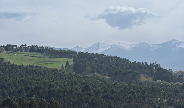 Snowy Mountain Range Beyond Forested Hills and Green Meadow
