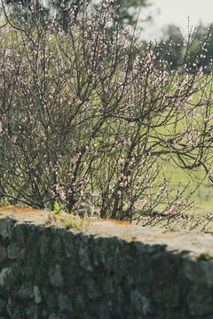Pink Blossom Tree Behind Rustic Stone Wall in Spring
