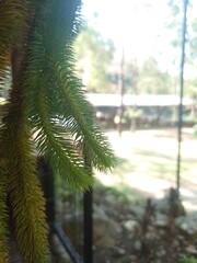 green palm tree © Mohamad