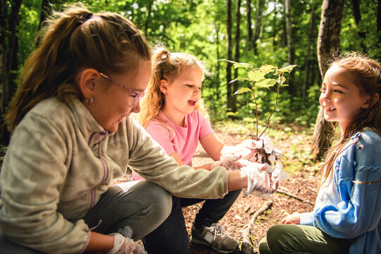 Cute groupe of little girl planting tree in forest