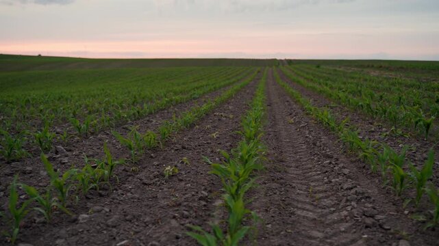 Forward-moving shot through a cultivated cornfield with young green sprouts growing in rows. Beautiful rural scenery at sunset