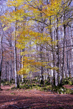 Golden beech tree forest in autumn with fallen leaves and mossy ground
