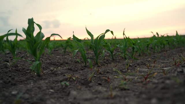 Young corn seedlings growing in a freshly plowed agricultural field with a beautiful sunset sky in the background