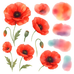 Obraz premium watercolor flower poppy clipart for graphic resources