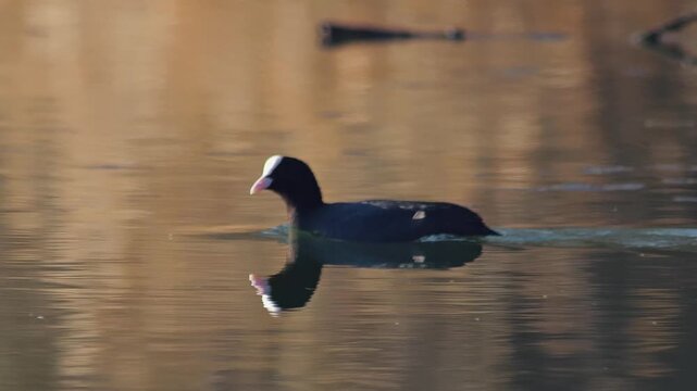 Eurasian Coot swimming in pond, sunny winter morning, wild waterfowl foraging behavior, 4K wildlife footage, Germany