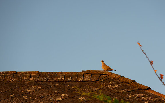 Bird perched on rooftop against clear sky