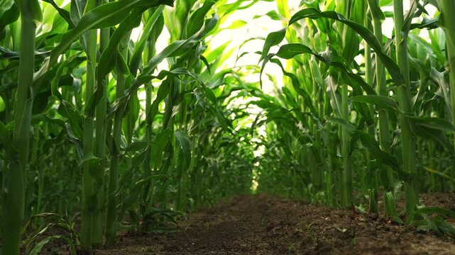 Low angle view of a lush green cornfield with sunlight filtering through the stalks and moving backward along the dirt row