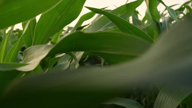 Low-angle point of view shot moving through rows of corn plants. Green leaves glowing in the warm light of the setting sun on a farm