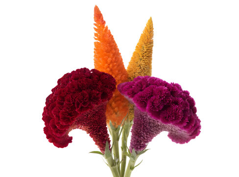 Colorful Celosia Cockscomb Flowers Collection Isolated White Background