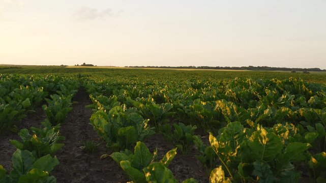 Lush green sugar beet field basking in the golden glow of a warm summer sunset in the countryside