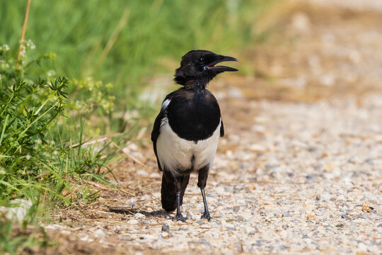 Jeune pie bavarde ouvrant le bec sous un soleil intense pendant une p&eacute;riode de canicule. La sc&egrave;ne illustre le comportement d&rsquo;un jeune oiseau confront&eacute; &agrave; de fortes temp&eacute;ratures estivales.