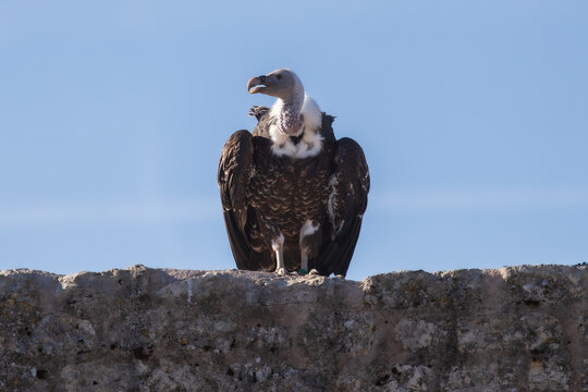 Vautour perch&eacute; sur un vieux mur de pierre, observant son environnement sous un ciel bleu d&eacute;gag&eacute;. Une sc&egrave;ne sauvage &eacute;voquant la libert&eacute;, la nature et la puissance de cet impressionnant rapace.