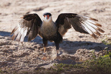 Caracara huppé déployant largement ses ailes au sol, soulevant un nuage de poussière dans un mouvement dynamique. © InestDjo