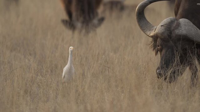 African buffalo (Syncerus caffer )in typical natural Kalahari-Nama Karoo transition habitat near Kimberley, Northern Cape, South Africa, showcasing iconic African wildlife in a wild landscape.