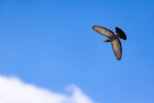 Pigeon en plein vol dans un ciel bleu d&eacute;gag&eacute;, les ailes largement d&eacute;ploy&eacute;es, &eacute;voquant une sensation de libert&eacute; et d&rsquo;espoir.