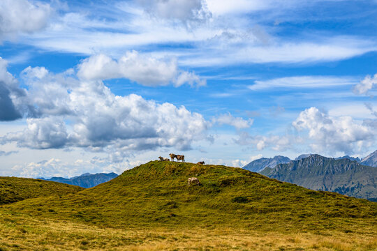Vacche al pascolo al Passo Rolle, Trentino