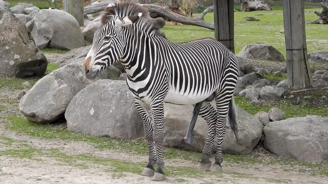 Zebra standing calmly outdoors in a green natural habitat, showing its distinctive black and white stripes. Wildlife and animal nature footage.