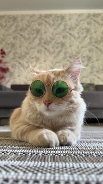 A ginger cat wearing stylish glasses with green lenses is looking straight at the camera while sitting on the carpet, creating the image of a fashionable hipster.