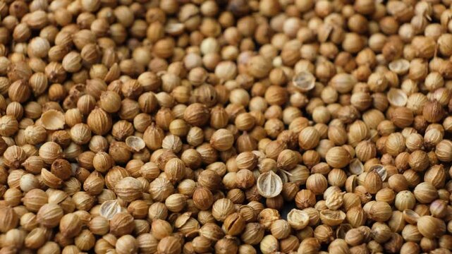 Dried coriander seeds background slowly rotate