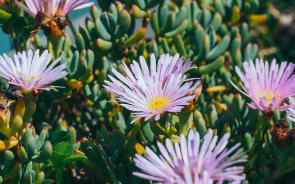Beautiful Blooming Pink Ice Plants and Succulent Flowers in Spring Sunshine
