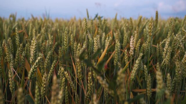 Golden green wheat ears swaying gently in the wind in a vast agricultural field at sunset against a serene blue sky