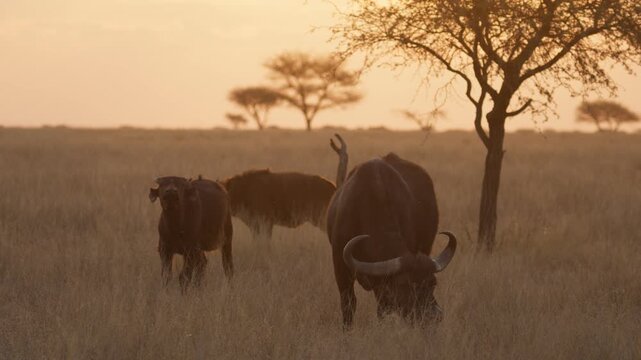 African buffalo (Syncerus caffer )in typical natural Kalahari-Nama Karoo transition habitat near Kimberley, Northern Cape, South Africa, showcasing iconic African wildlife in a wild landscape.