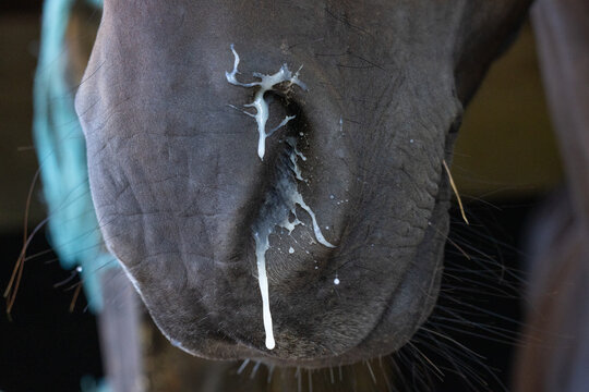 Close-up of a horse's nose showing visible nasal discharge. Horse with a snotty nose. Equestrian welfare. Horse care. 