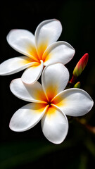 Fototapeta premium A Harmony of White and Gold within the Petals