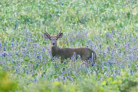 deer in the grass