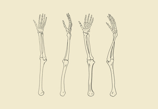 Human Arm Skeleton Anatomy Illustration Showing Bone Structure and Rotation