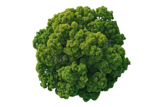 Top view of a compact leafy green tree crown shown as a clean transparent cutout