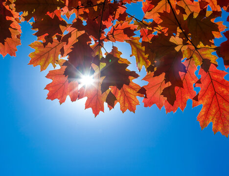 Autumn leaves. Colorful foliage in the park. Fall season concept. maple leaves with blurry blue background.