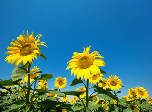 Sunflower field with cloudy blue sky