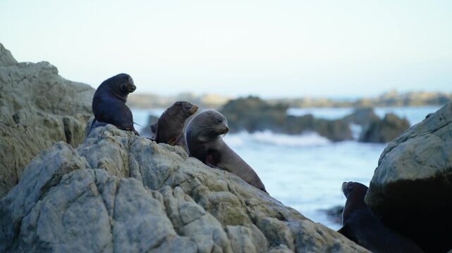 A bunch of sea lion pups resting on the rocks, New Zealand