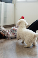A small white Bichon Frise dog stands on a wooden floor in Paris, France. A woman lies on her back holding a red toy ball above the pet during an indoor play session. © dsbedarieva