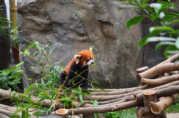 Obraz premium Red panda in the Hong Kong zoo