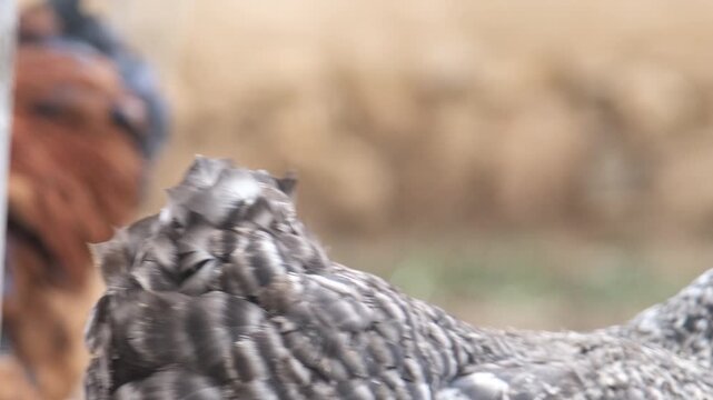 Rack focus close up from rooster to barred plymouth rock hen in rustic village farmyard