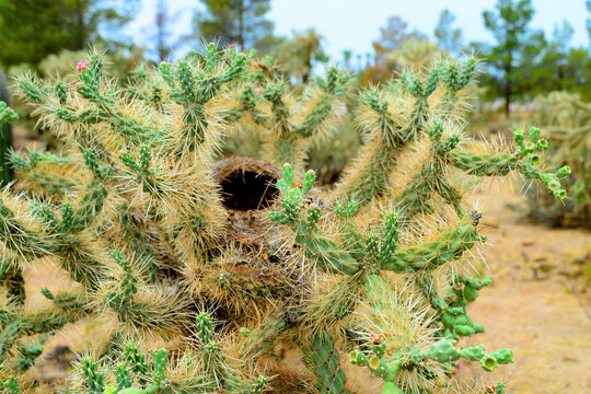 Cholla cactus Bird Nest, Sonora Desert, Early Summer