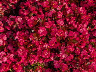 Fototapeta premium Vibrant Pink Begonia Blooms Top-Down View