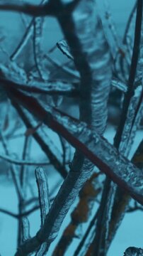 Frozen Tree Branches Covered in Thick Ice After Freezing Rain