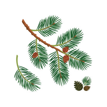 A vector illustration featuring a detailed pine branch with green needles and brown pine cones on a plain white background.