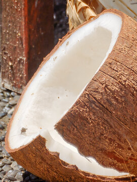 Close Up of Cracked Coconut Half with White Meat Shell and Insect