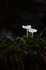 Twins Mushrooms © Rafael