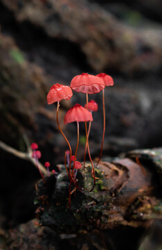 red mushroom in the forest